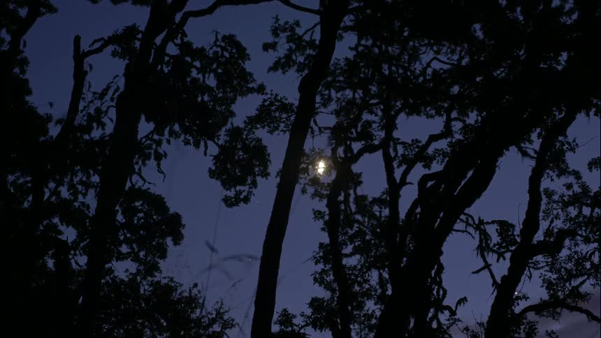 Moon passes overhead of trees at night
