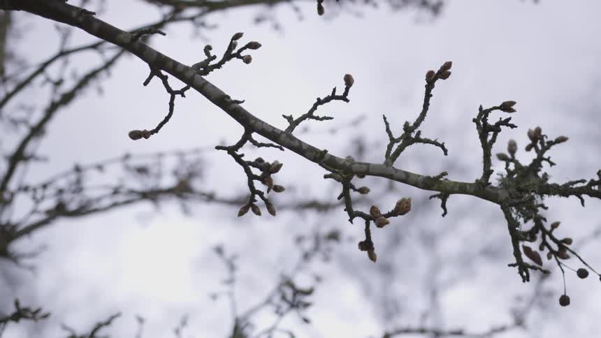 Branch with new buds and berries against a hazy backdrop in nature