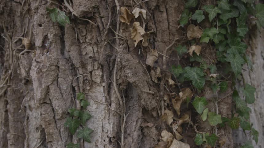 Ivy climbs up tree