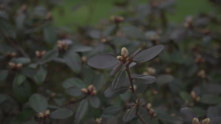 Flower buds on branches with leaves
