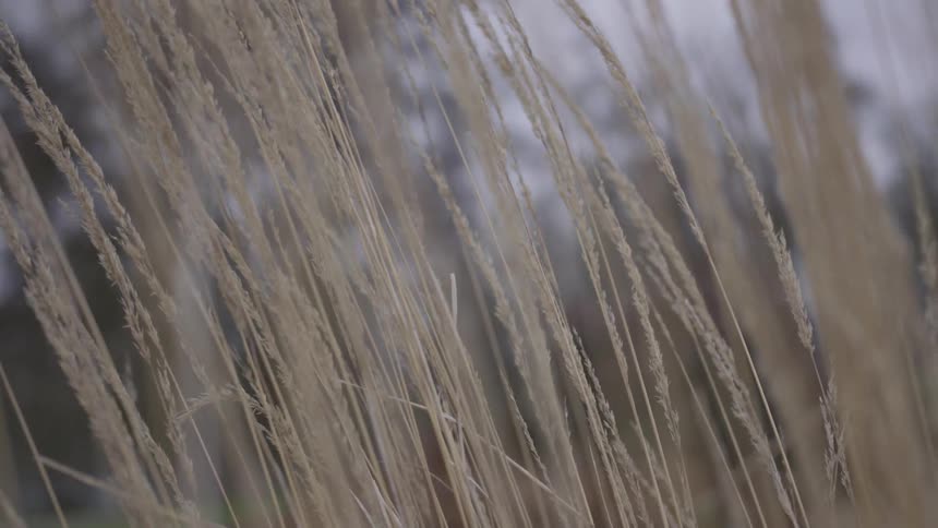 Plants are blowing in the wind
