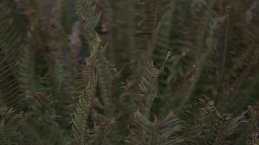 Fern fronds wave in the breeze