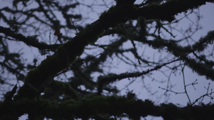 Bare tree branches covered in moss in evening light