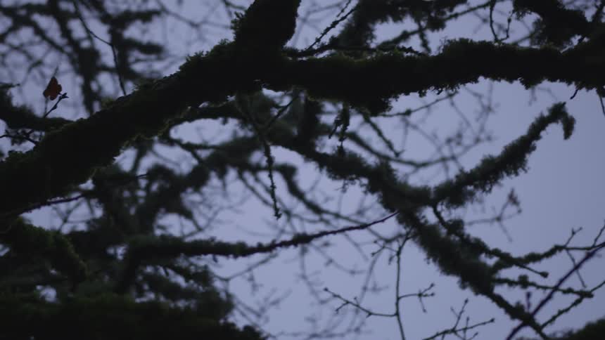 Moss covered branches of tree