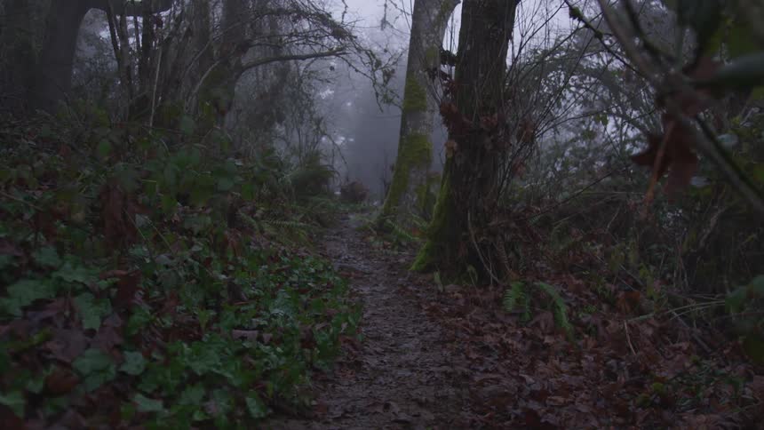 The camera looks down a misty path in a dark forest