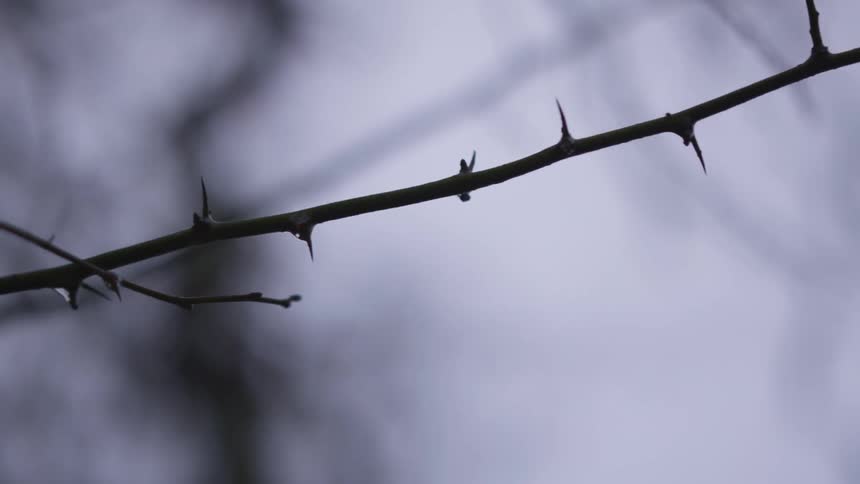 View of focused naked branch