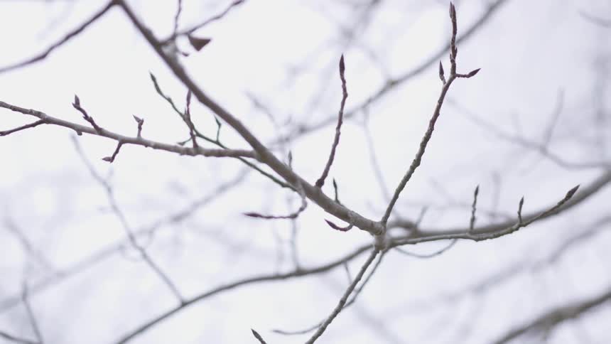 A tree branch is bare of leaves