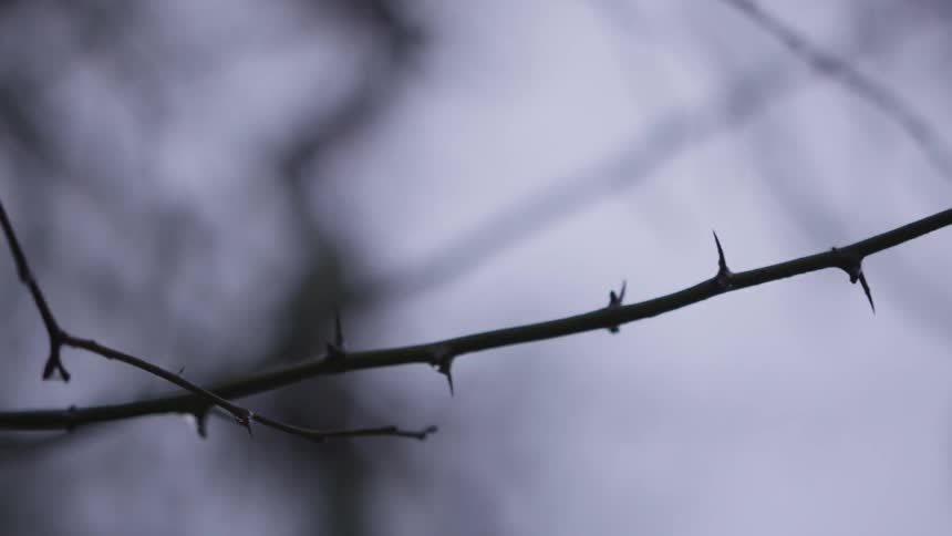 Naked branch in dim light