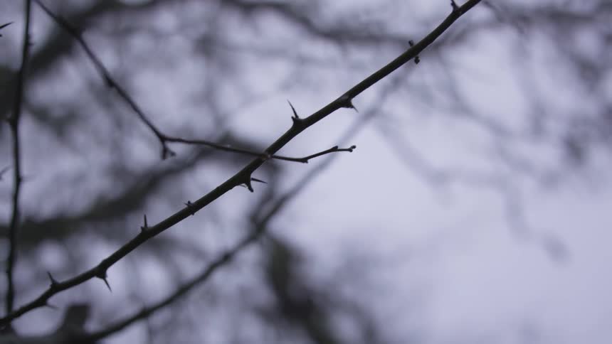 Twig from a branch of a tree under a cloudy sky