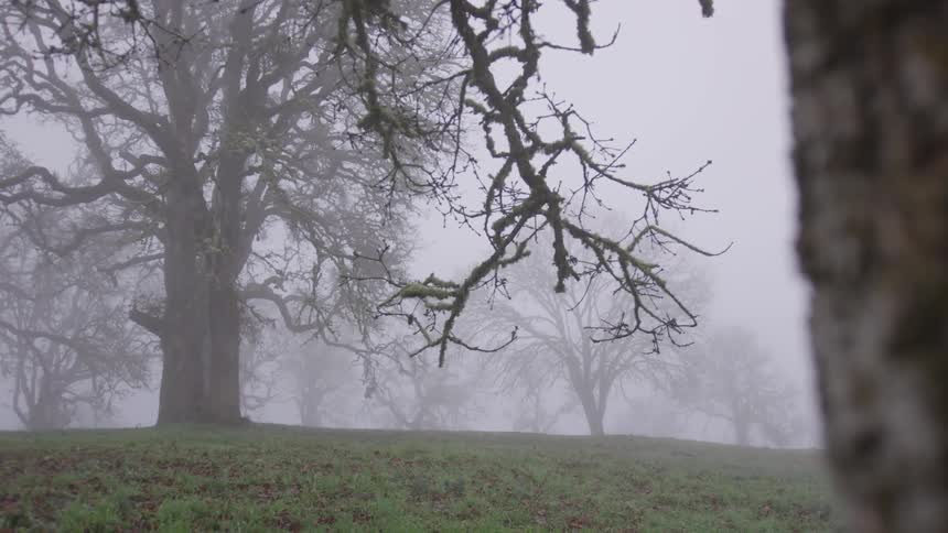 Tall oak trees lay at the top of the hill in the mist