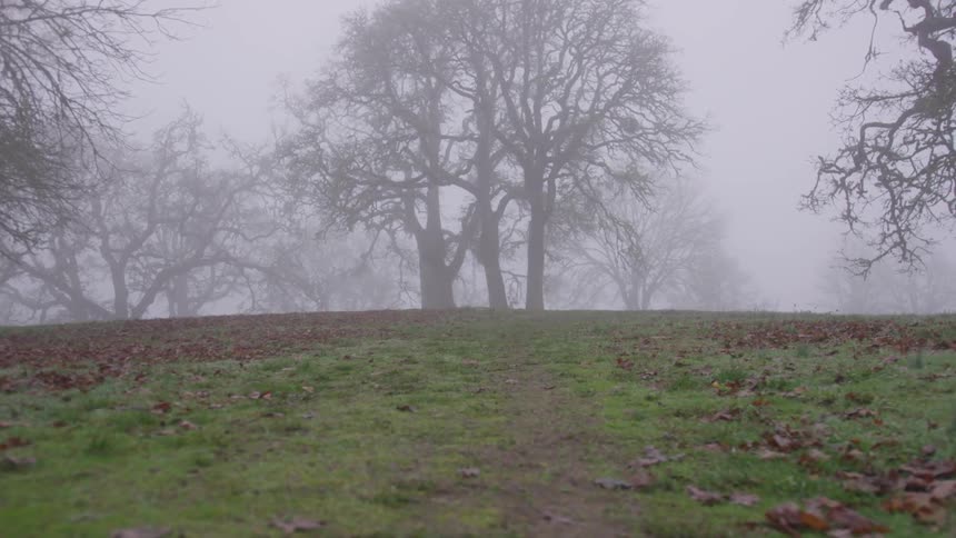There's fog in a wooded area