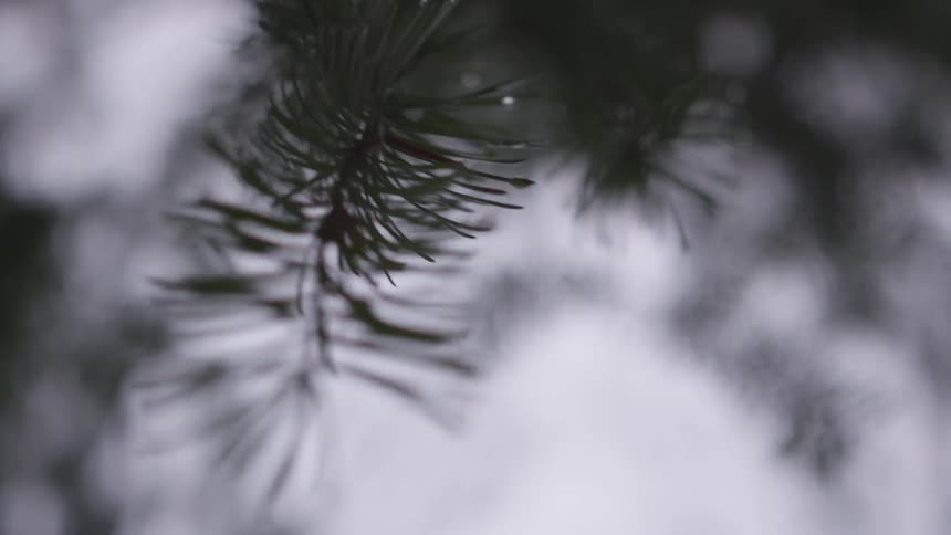 Long skinny leaves of a tree