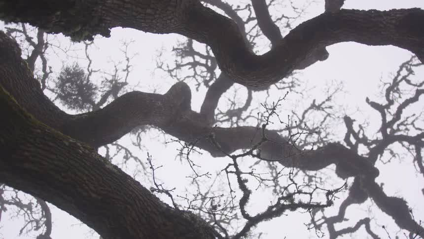 The trees have no leaves on them