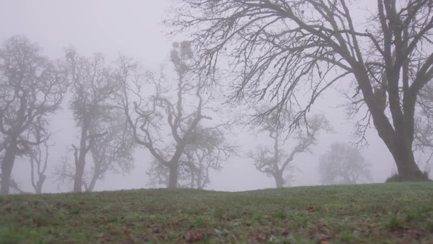 Dense fog covering the grasslands