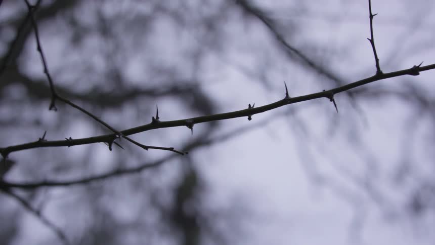 A tree branch bare of leaves