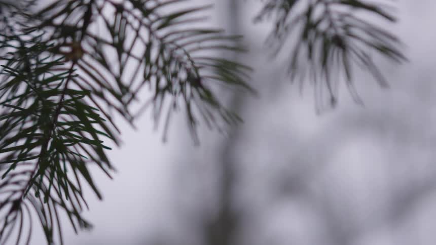 Close view of branches with long leaves