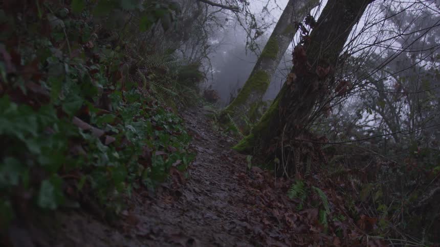 Worn trail in foggy woodlands