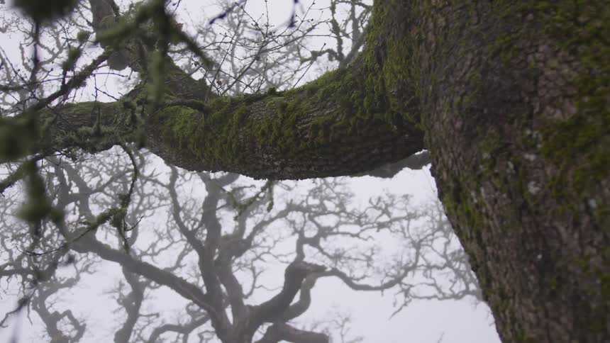 A large tree in the woods next to smaller trees that have no leaves