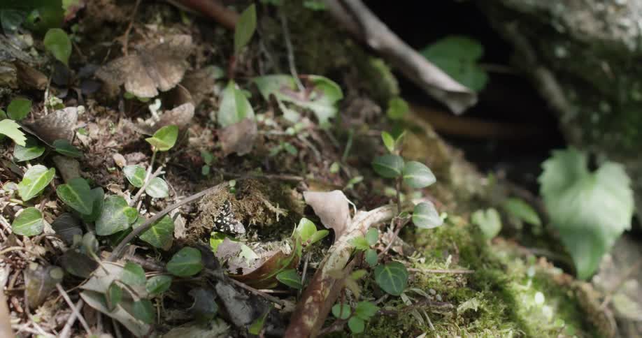 Moss is growing on the forest floor