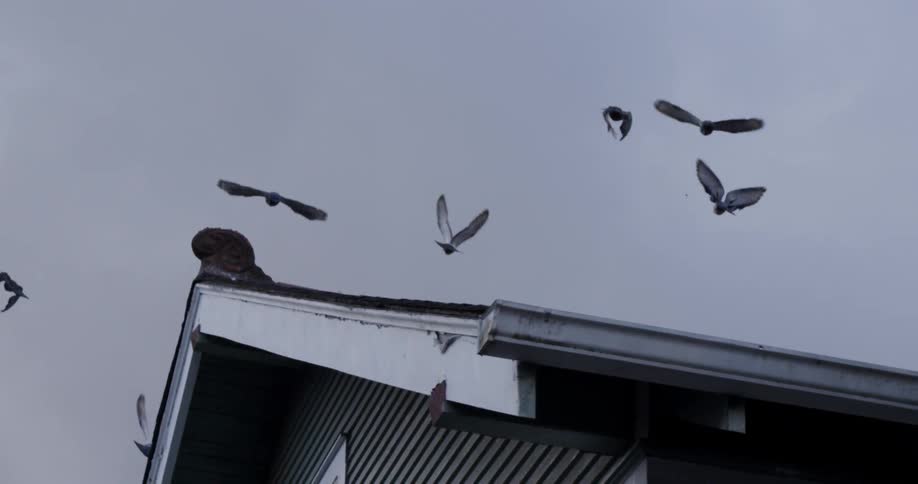 Several birds take flight from their perches on a roof