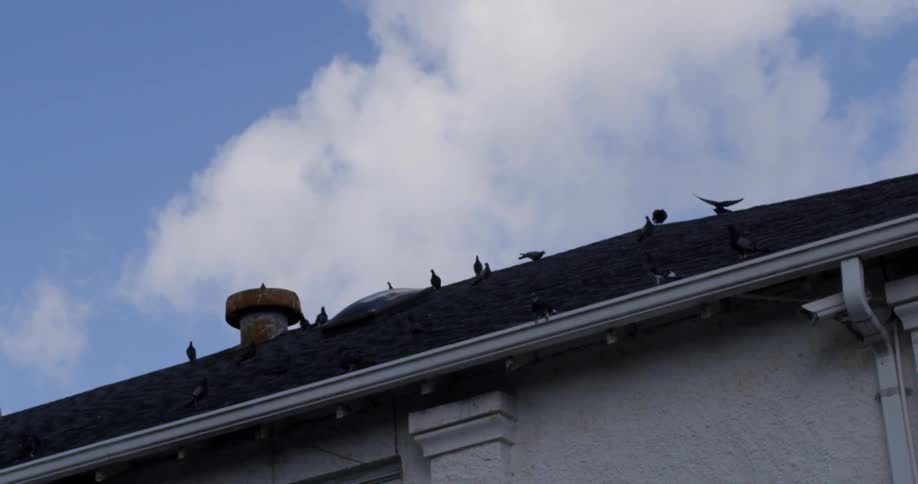 Pigeons sitting on the roof of a house