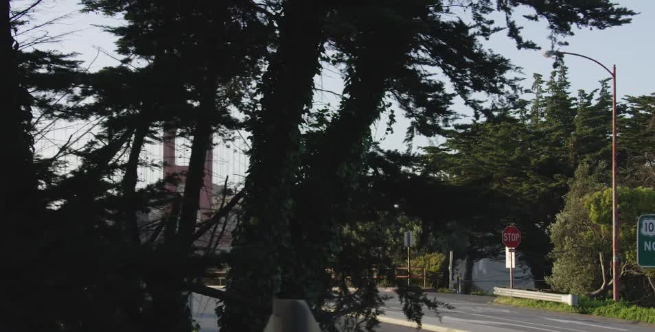A suspension bridge can be seen behind a tree