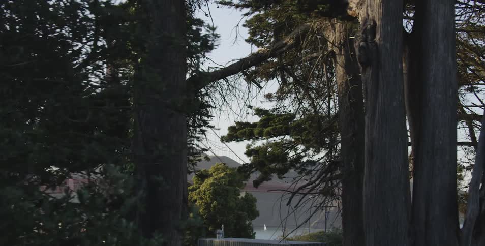 Trees are covering a forest area