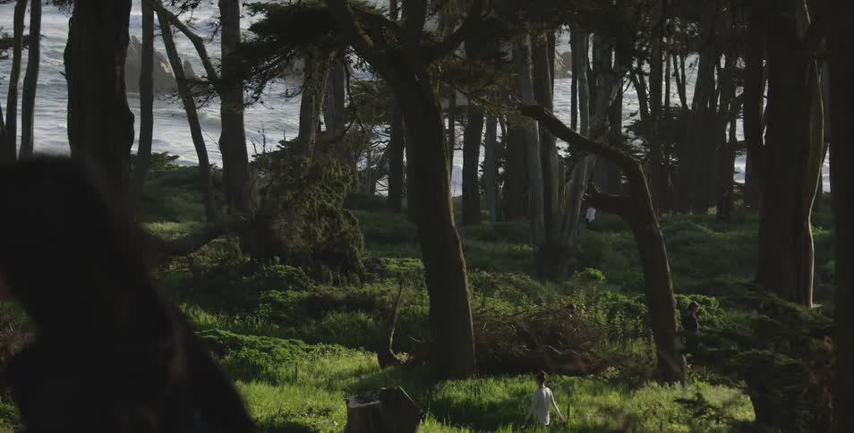 Five people walk in the woods separately