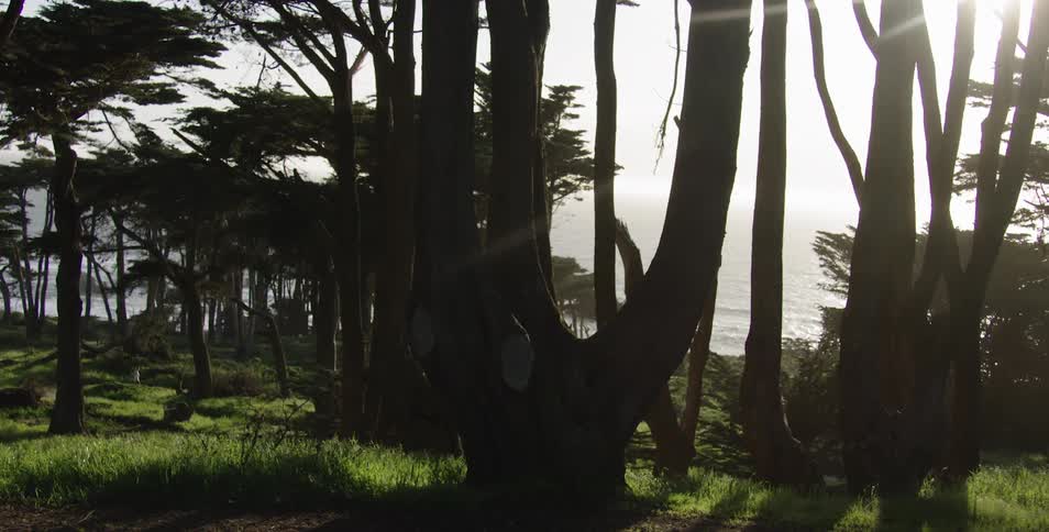 Coastal trees are silhouetted by sunlight