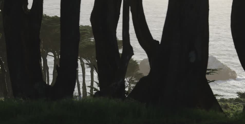 Trees grow on a hill that leads to the shore of the ocean