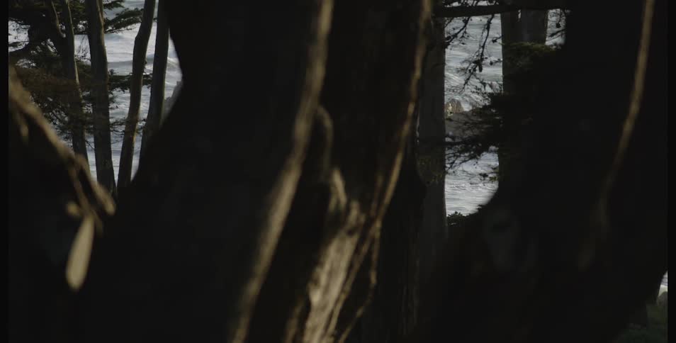 A wooded area near a body of water