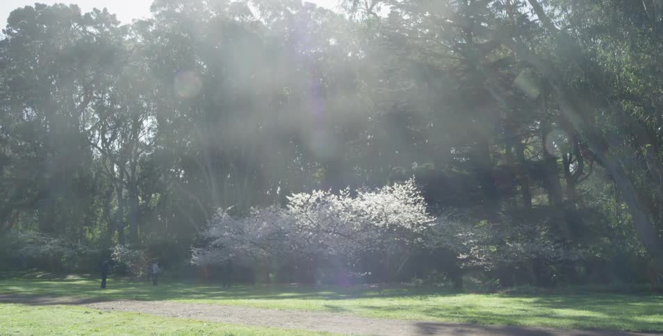 Sunlight shines through park trees on a summer day