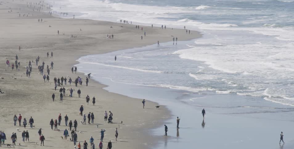 People and dogs walking along a beach
