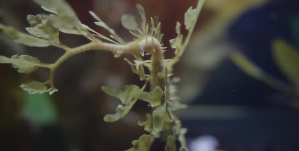 A plant is displayed underwater