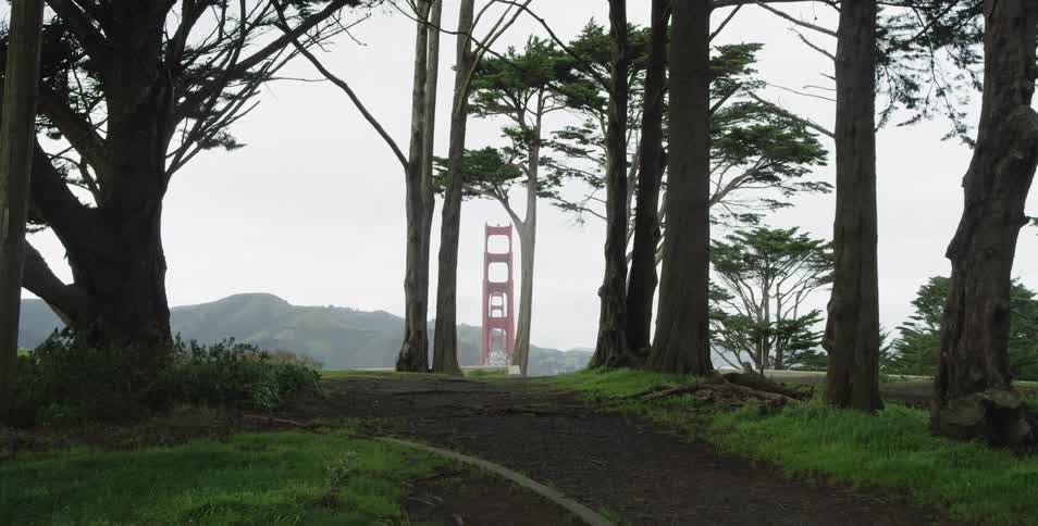 The golden gate bridge is visible from a grove of trees