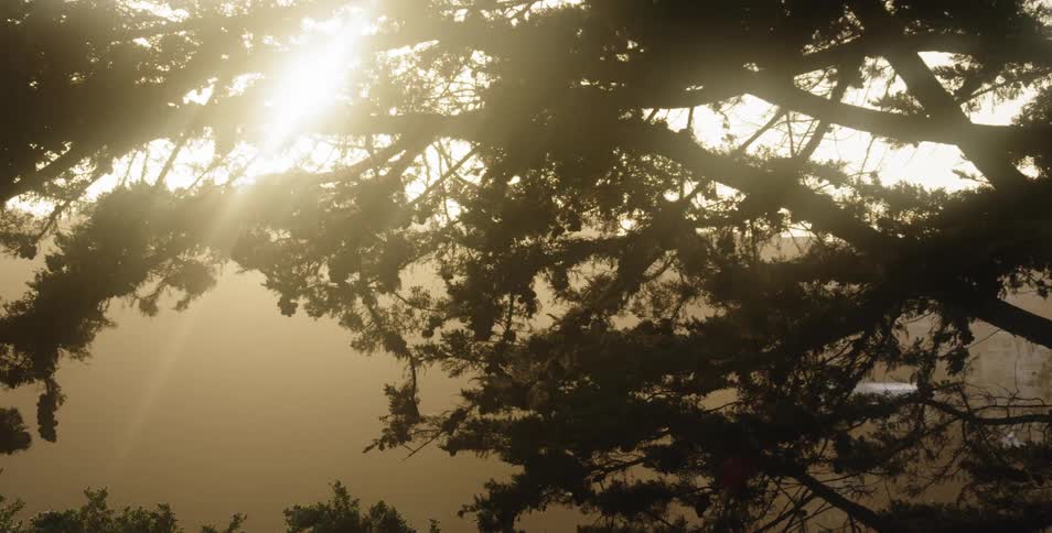 An aerial view of many trees under the sunlight