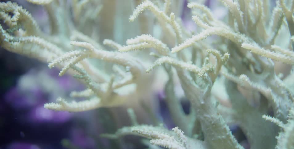 Coral flutters and moves underwater
