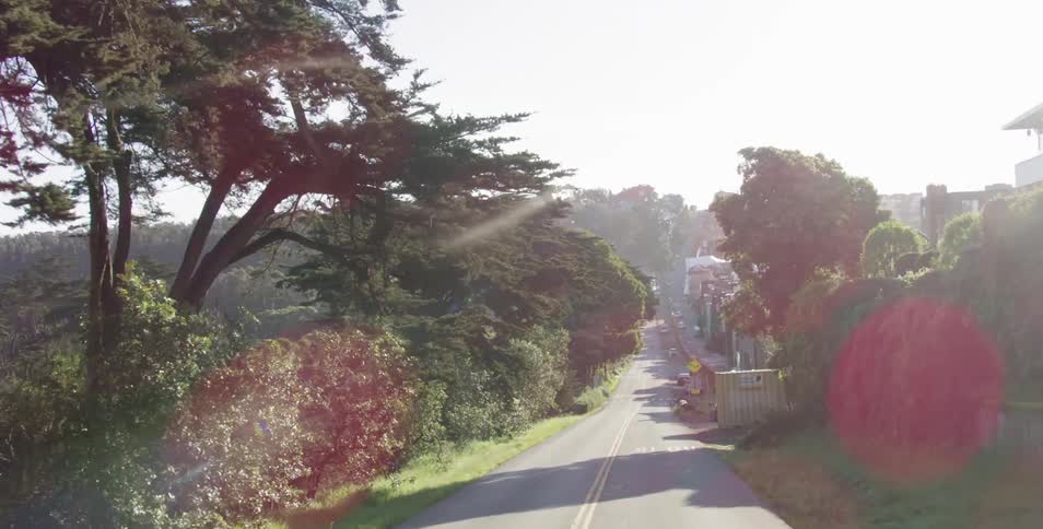 Driving down a road lined with trees