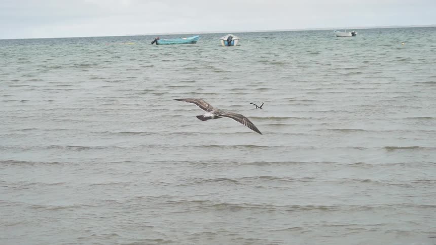 A bird takes flight from the water as fishing boats float in the distance
