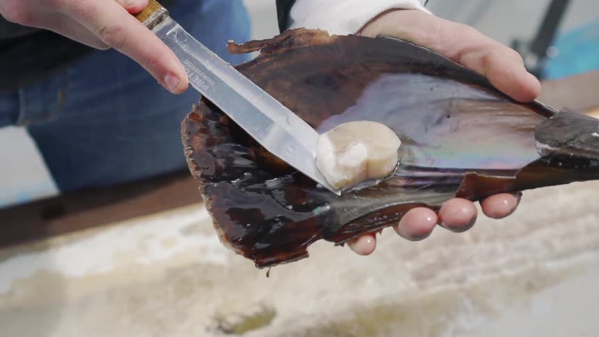 Man removing a mollusk from from a conch with a knife