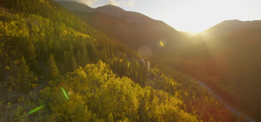 Aerial shot of a forest