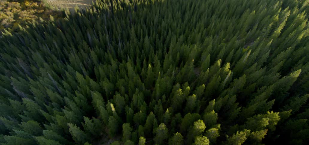 Aerial shots of a heavily wooded area