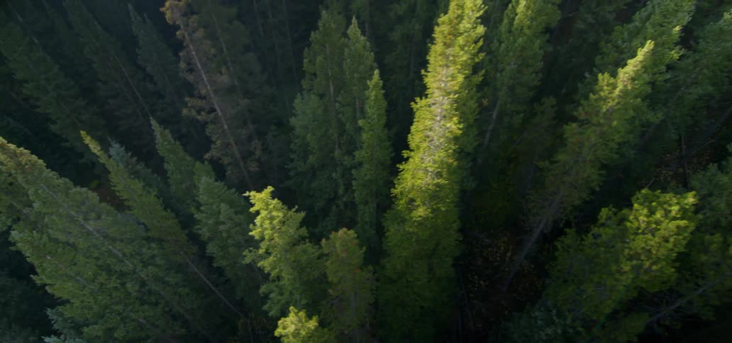 Birds eye view of tall forest