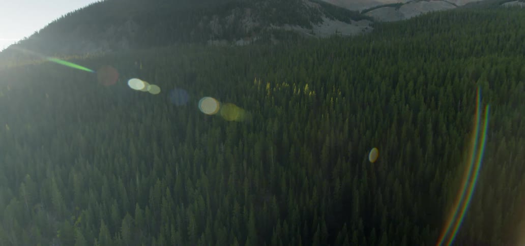 Landscape view of fir trees in front of a mountain