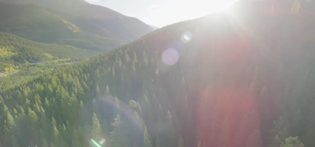 Aerial view of mountains with pine forest