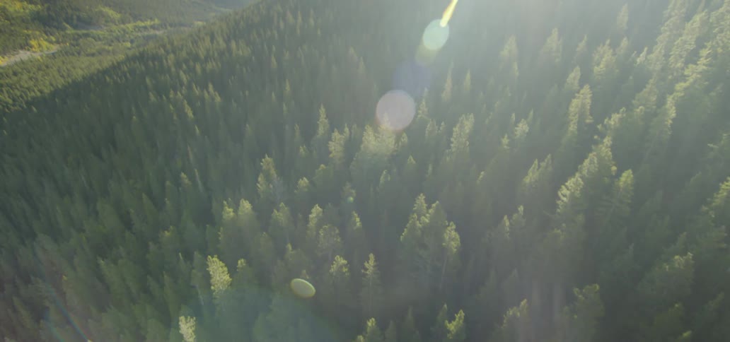An incredibly dense forest covers a mountain range on a bright and sunny day