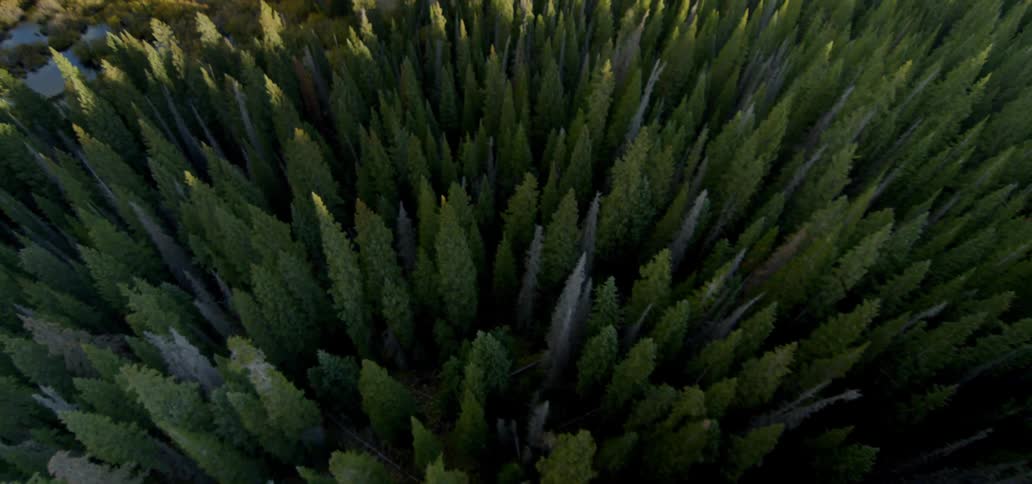 Aerial view of trees