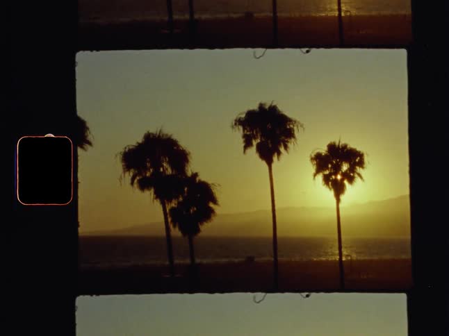 Palm trees in the wind by the ocean at sunset