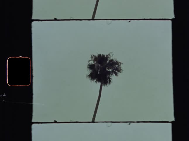A shot of old film zooming in on a palm tree with partial frames above and below