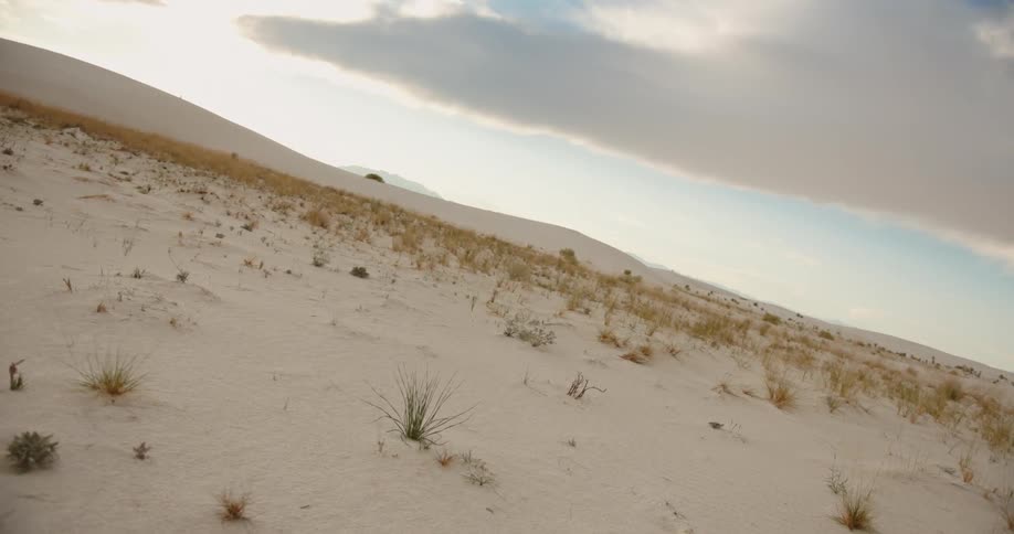 Clumps of grass grow in a sandy desert